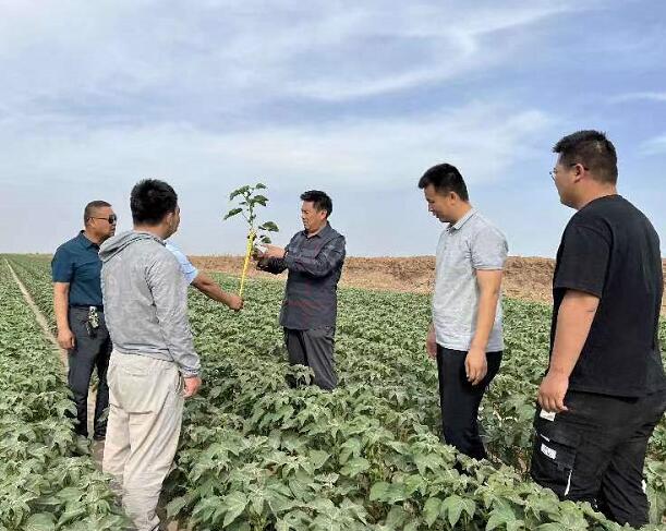 新疆三五九农业开展有限公司引种机采长绒棉大获胜利