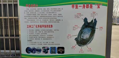 甲鱼养殖：雷竞技raybet投资成本低创新技术高